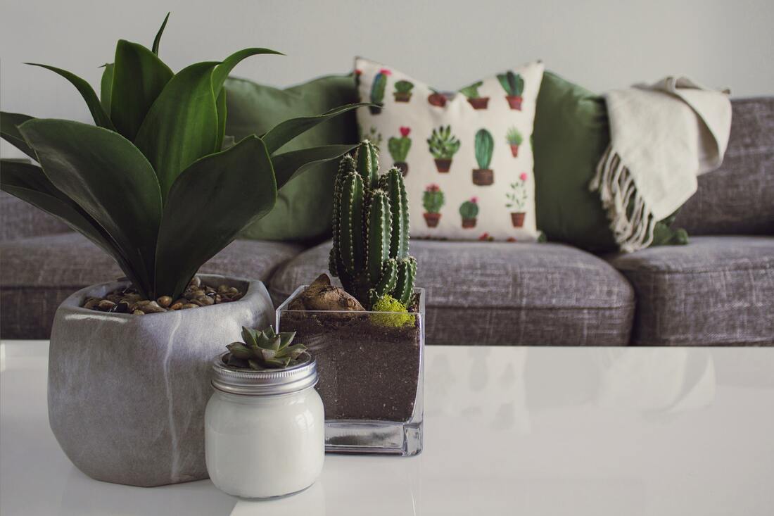 Succulents on coffee table for interior design in living room